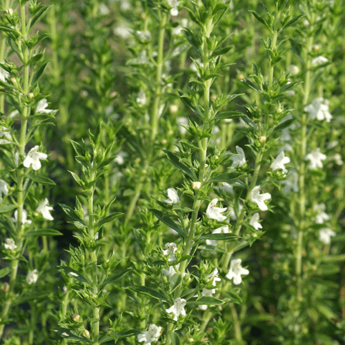 Des images de diff�rentes plantes